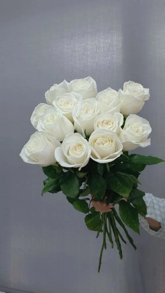 Роза Плая бланка