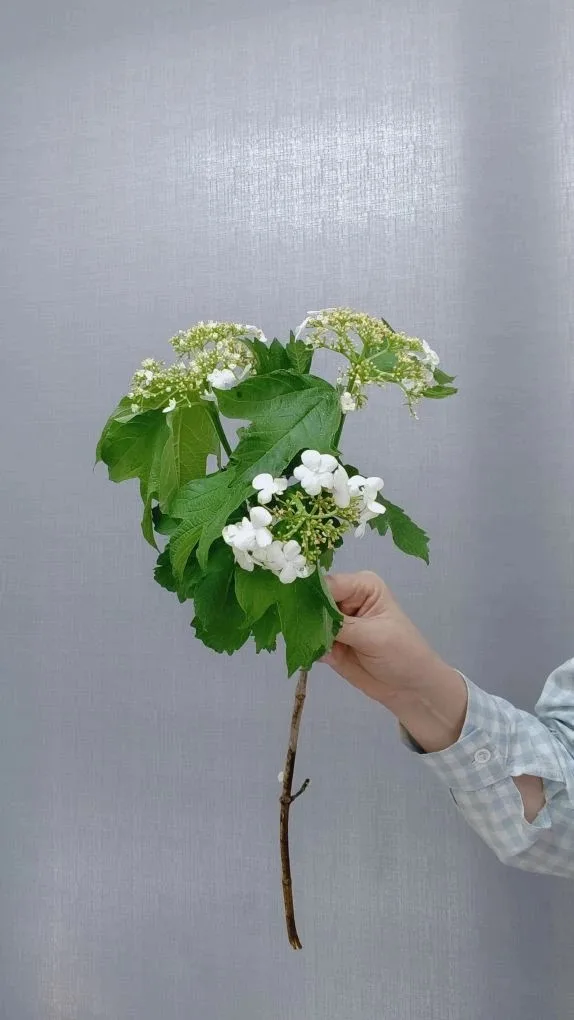 Калина с соцветием